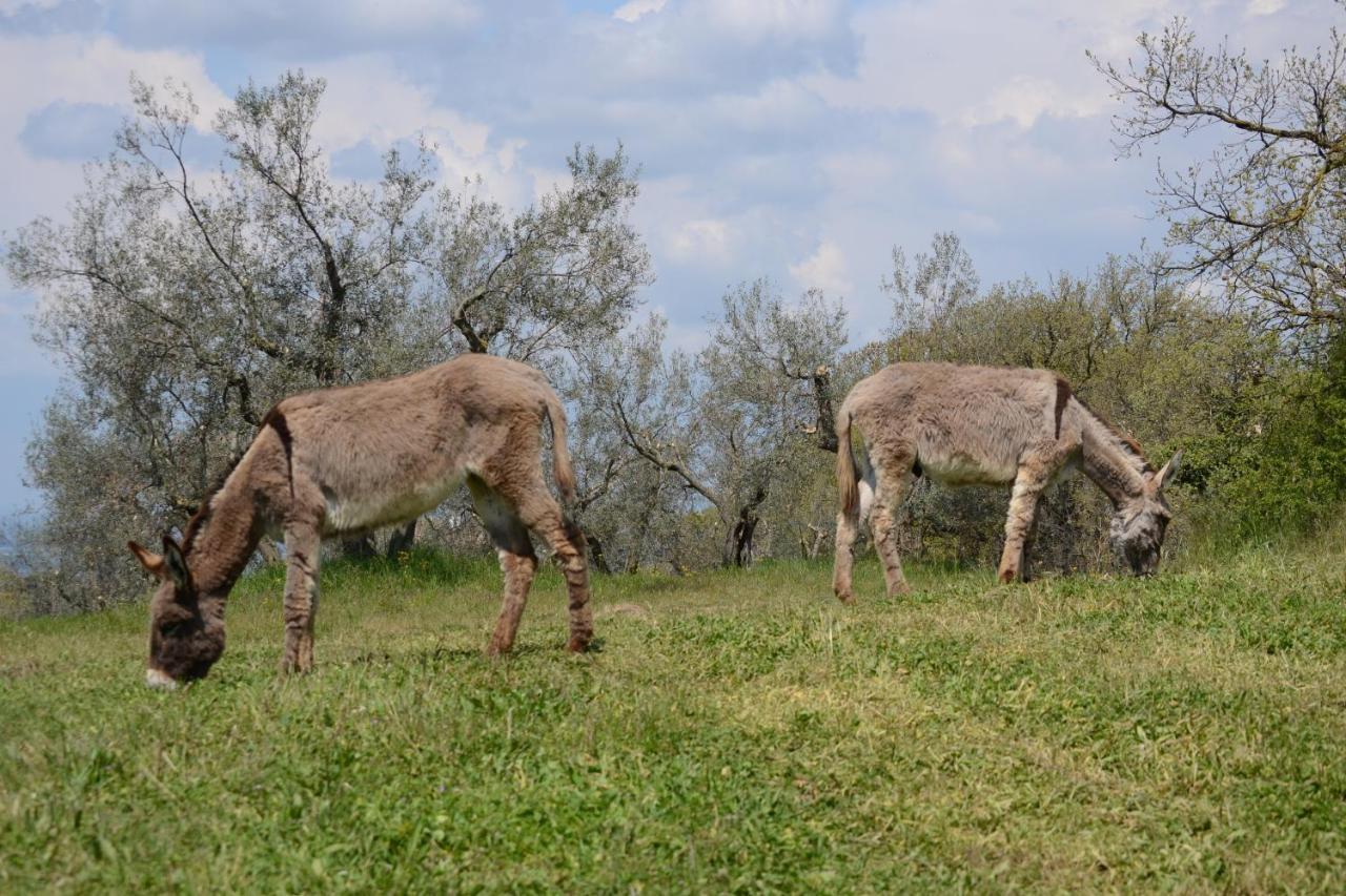 Agriturismo La Lampada Di Atena เวตรัลลา ภายนอก รูปภาพ